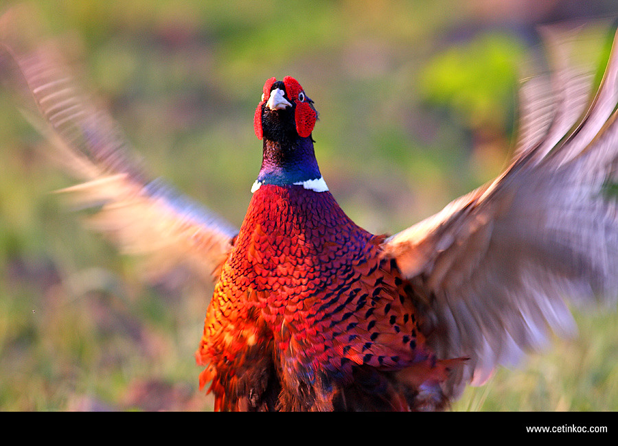 Sülün » Common Pheasant » Phasianus colchicus