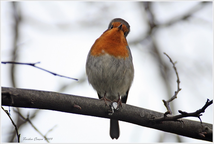 Kızılgerdan » European Robin » Erithacus rubecula