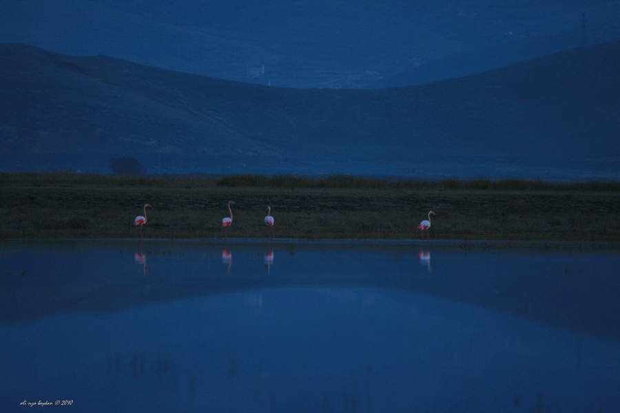 Flamingo » Greater Flamingo » Phoenicopterus roseus