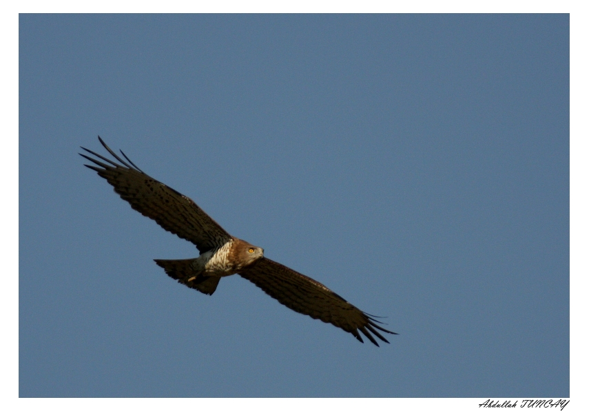 Yılan kartalı » Short-toed Snake Eagle » Circaetus gallicus