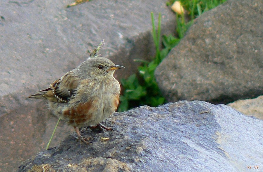 Büyük dağbülbülü » Alpine Accentor » Prunella collaris