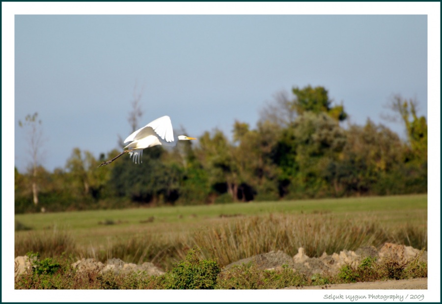 Büyük ak balıkçıl » Great Egret » Ardea alba