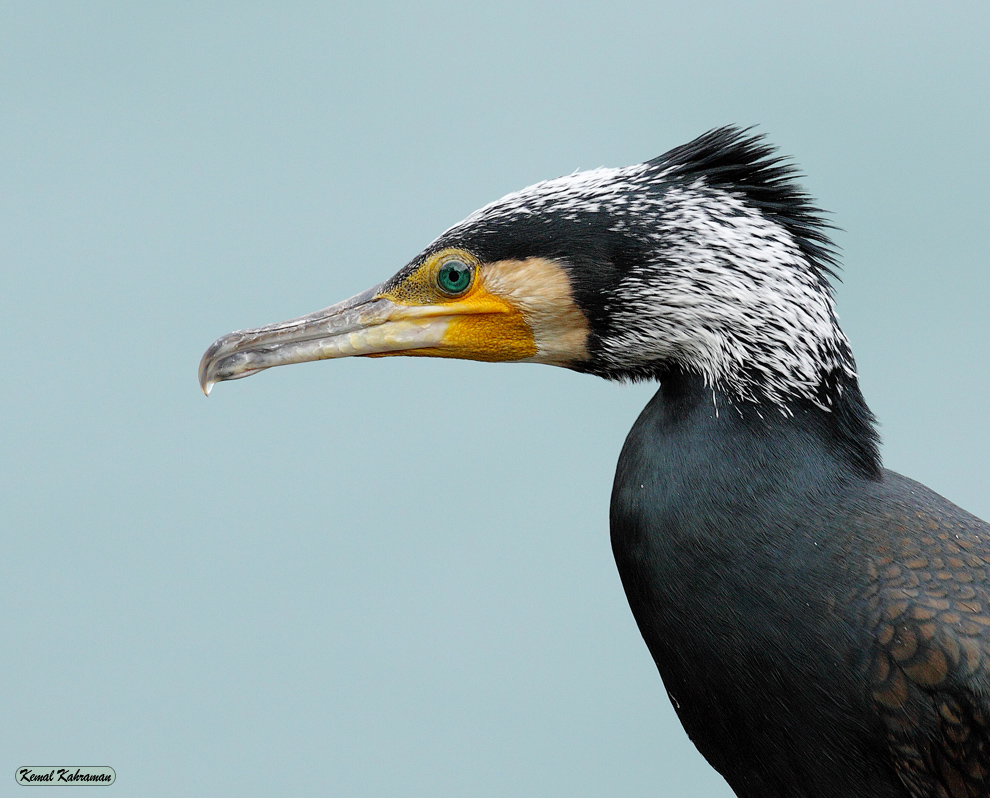 Karabatak » Great Cormorant » Phalacrocorax carbo