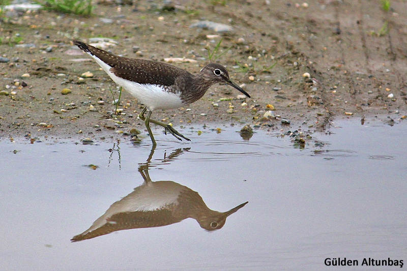 Yeşil düdükçün » Green Sandpiper » Tringa ochropus