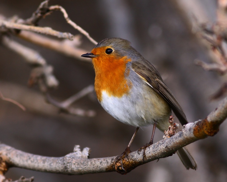 Kızılgerdan » European Robin » Erithacus rubecula