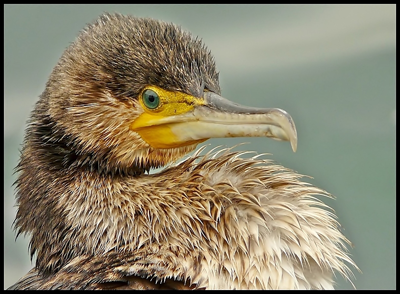 Karabatak » Great Cormorant » Phalacrocorax carbo