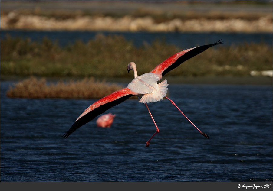 Küçük flamingo
