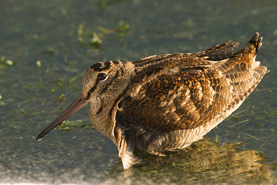 Çulluk » Eurasian Woodcock » Scolopax rusticola