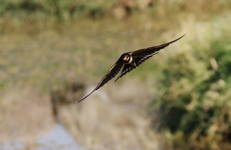 Kır kırlangıcı » Barn Swallow » Hirundo rustica