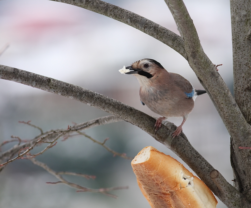 Alakarga » Eurasian Jay » Garrulus glandarius
