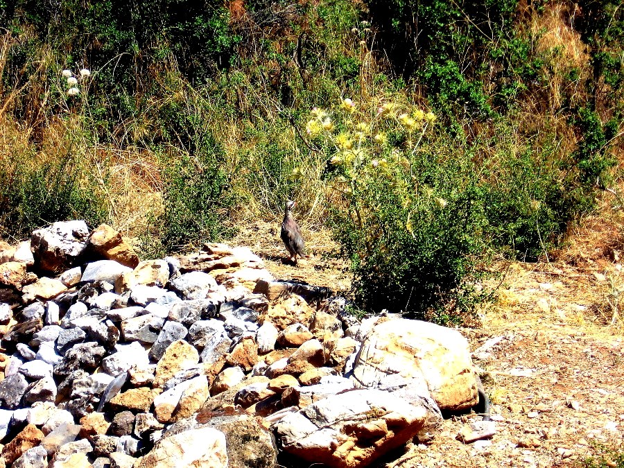 Kınalı keklik » Chukar Partridge » Alectoris chukar