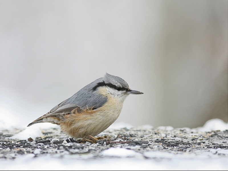 Sıvacı » Eurasian Nuthatch » Sitta europaea