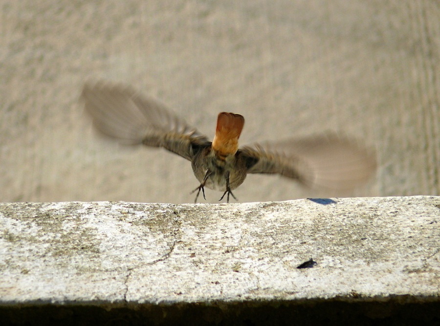 Kara kızılkuyruk » Black Redstart » Phoenicurus ochruros