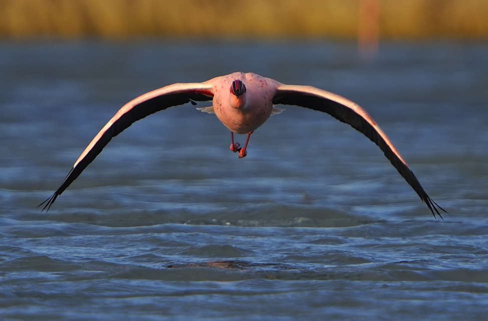 Küçük flamingo » Lesser Flamingo » Phoeniconaias minor