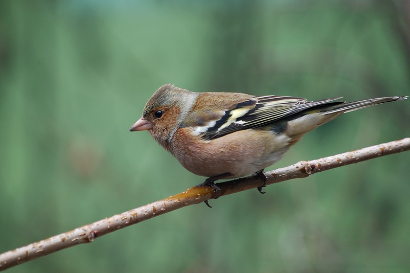 İspinoz » Common Chaffinch » Fringilla coelebs