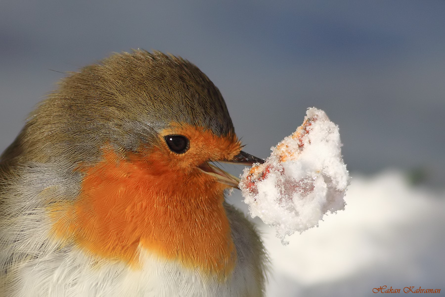 Kızılgerdan » European Robin » Erithacus rubecula