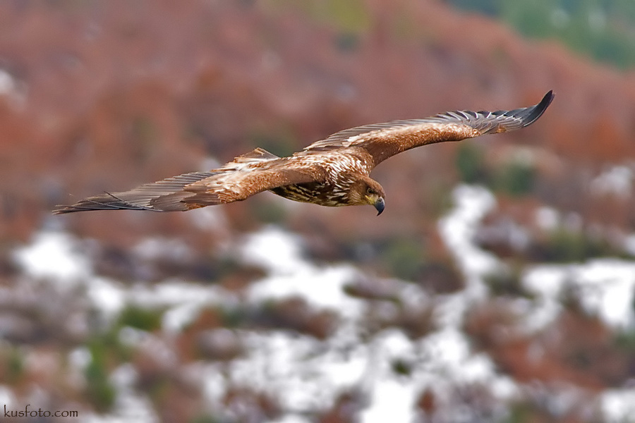 Akkuyruklu kartal » White-tailed Eagle » Haliaeetus albicilla