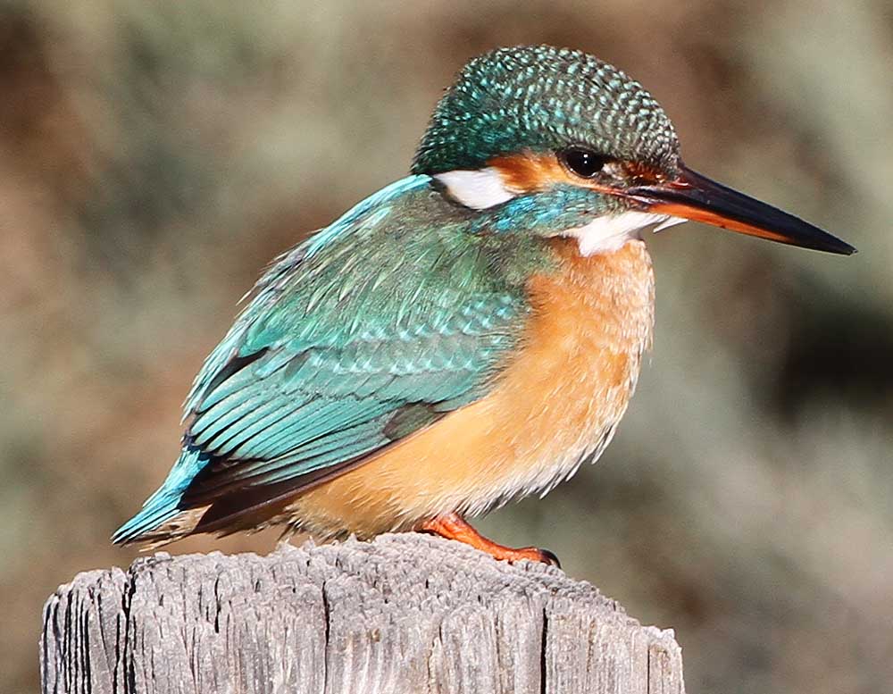 Yalıçapkını » Common Kingfisher » Alcedo atthis