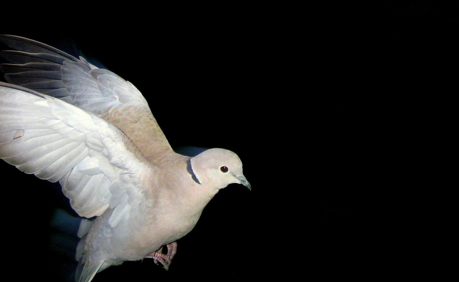 Kumru » Eurasian Collared Dove » Streptopelia decaocto