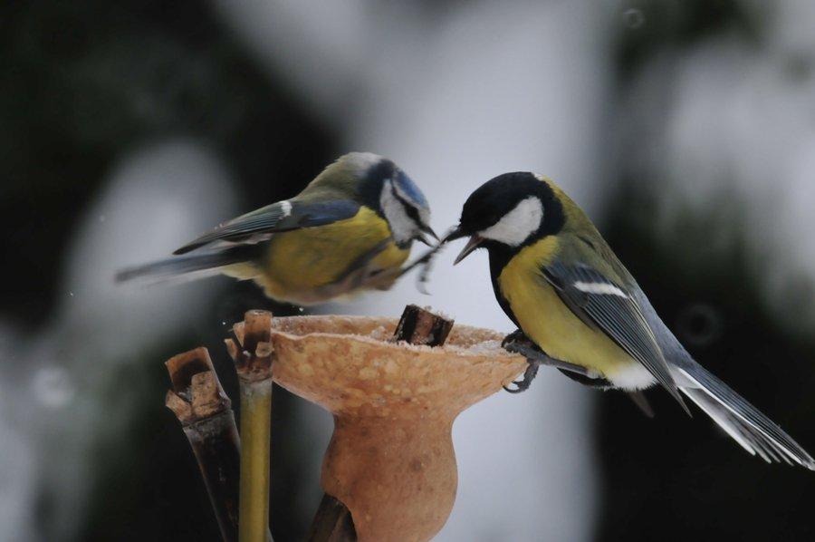 Büyük baştankara » Great Tit » Parus major