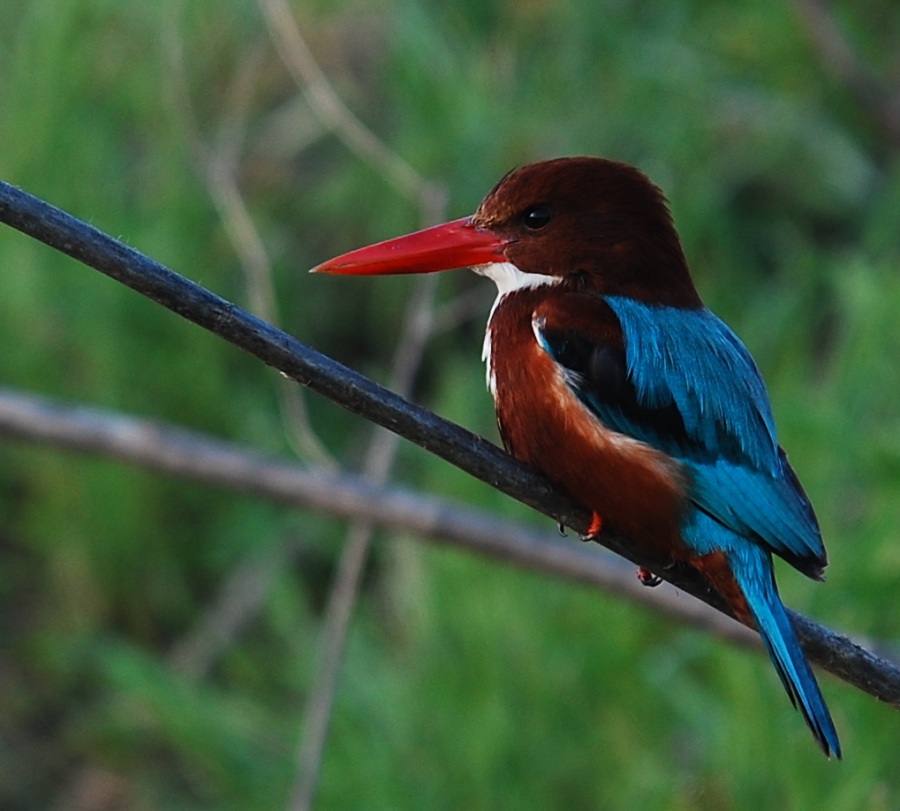 İzmir yalıçapkını » White-throated Kingfisher » Halcyon smyrnensis