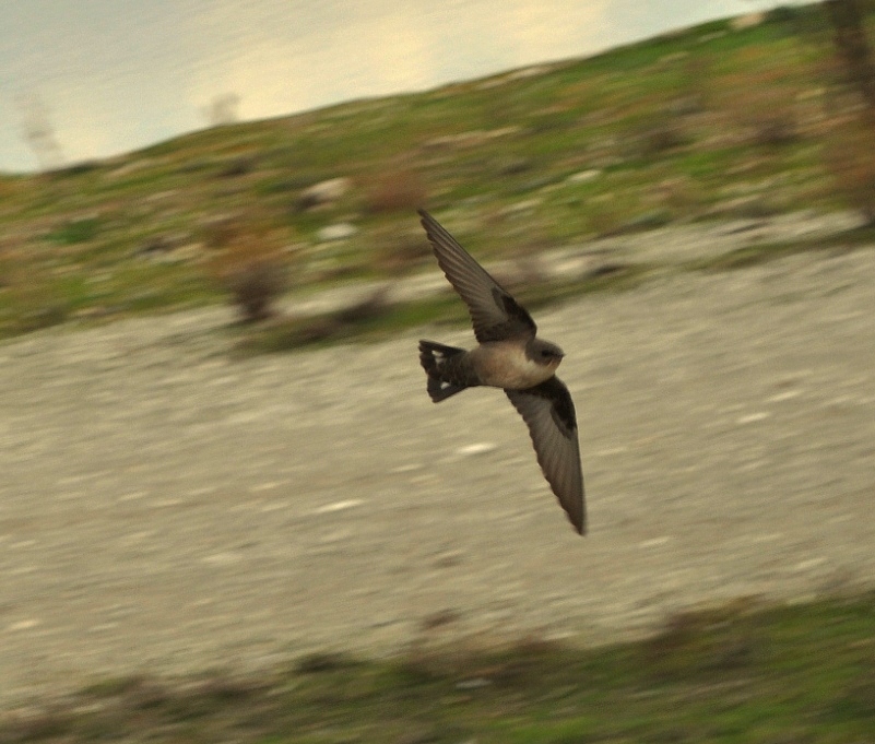 Kaya kırlangıcı » Eurasian Crag Martin » Ptyonoprogne rupestris