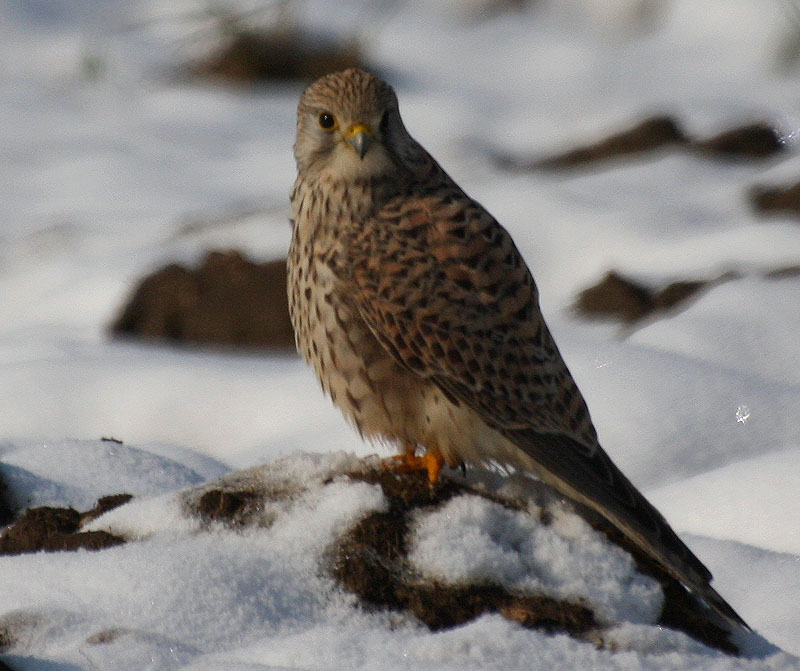 Kerkenez » Common Kestrel » Falco tinnunculus