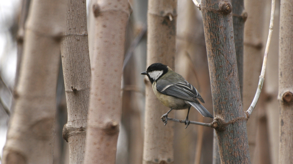 Büyük baştankara » Great Tit » Parus major