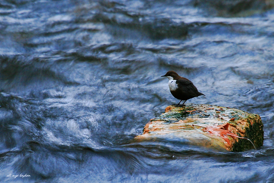 Derekuşu » White-throated Dipper » Cinclus cinclus