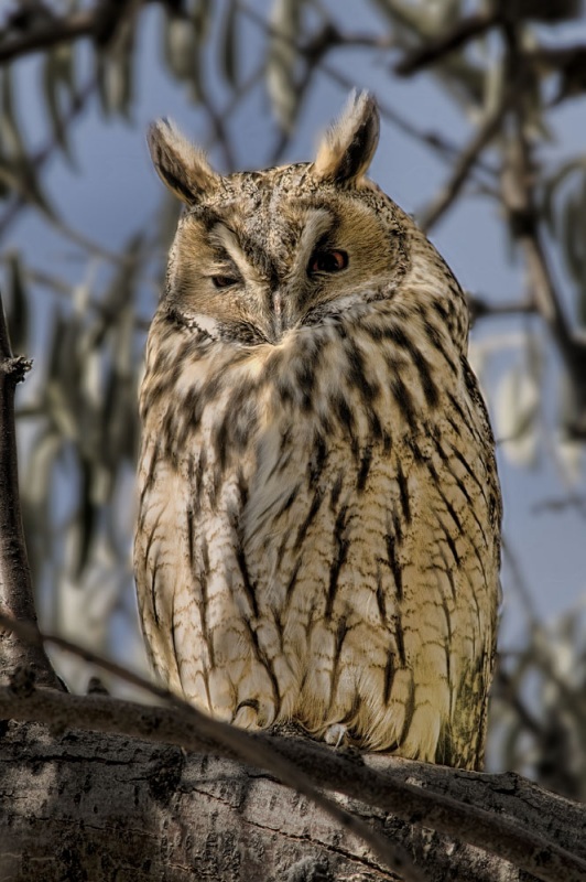 Kulaklı orman baykuşu » Long-eared Owl » Asio otus