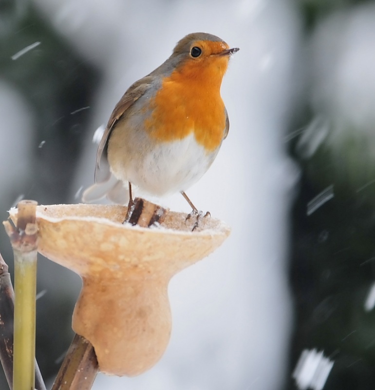 Kızılgerdan » European Robin » Erithacus rubecula