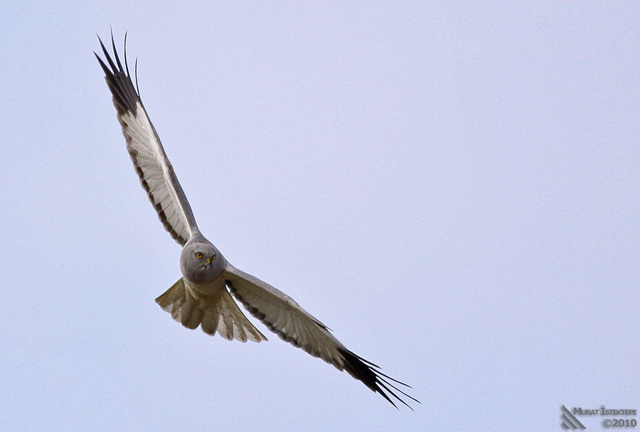 Gökçe delice » Hen Harrier » Circus cyaneus