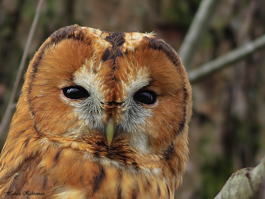 Alaca baykuş » Tawny Owl » Strix aluco
