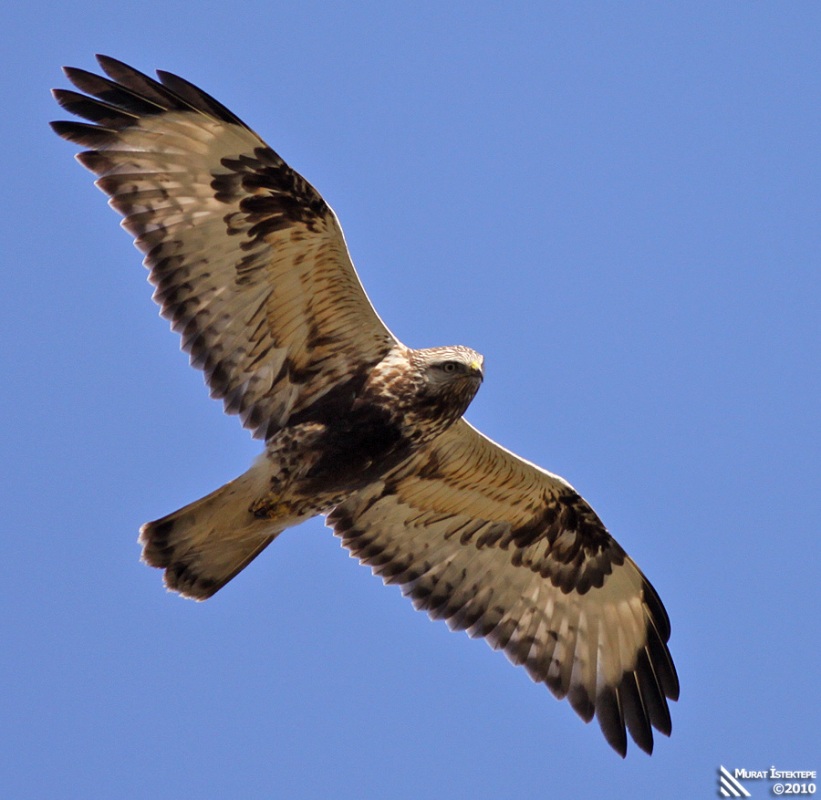 Paçalı şahin » Rough-legged Buzzard » Buteo lagopus