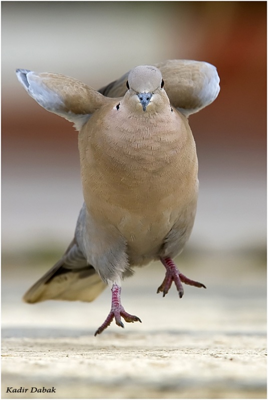 Kumru » Eurasian Collared Dove » Streptopelia decaocto