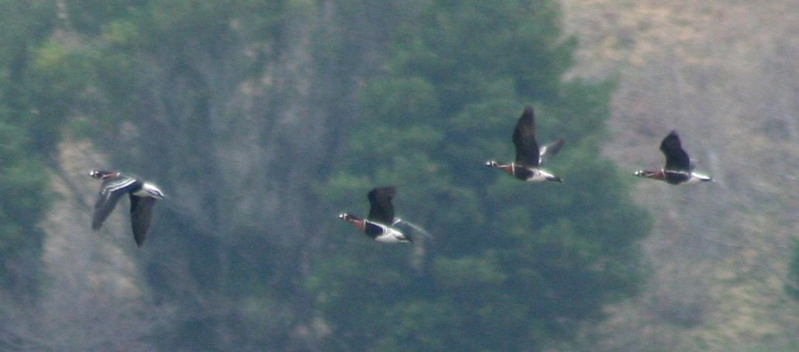 Sibirya kazı » Red-breasted Goose » Branta ruficollis
