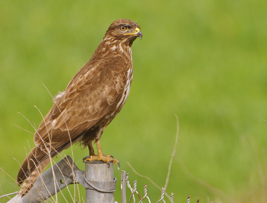 Şahin » Common Buzzard » Buteo buteo