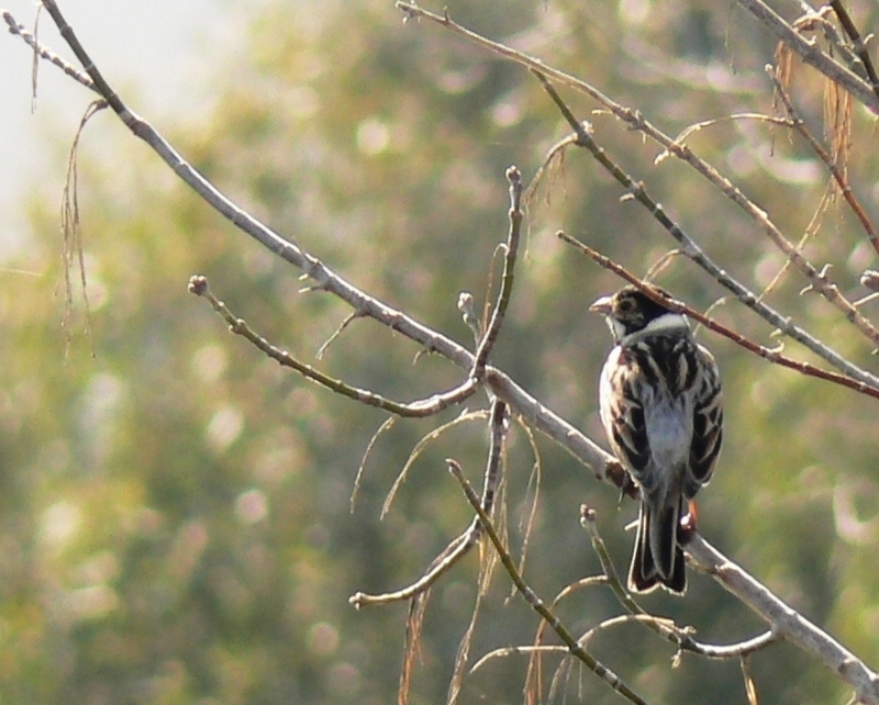 Bataklık Kirazkuşu » Common Reed Bunting » Emberiza schoeniclus