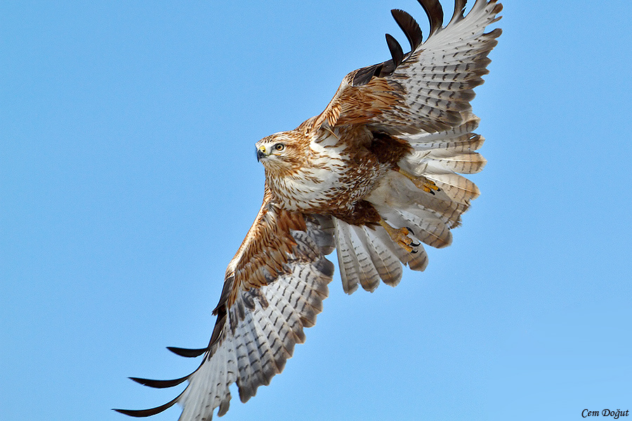Kızıl şahin » Long-legged Buzzard » Buteo rufinus