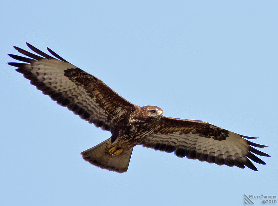 Şahin » Common Buzzard » Buteo buteo