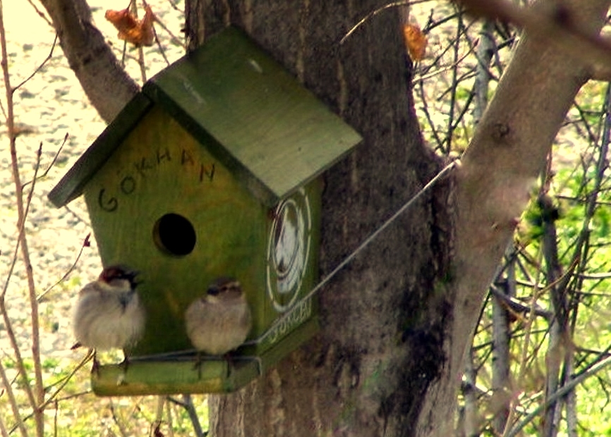 Serçe » House Sparrow » Passer domesticus
