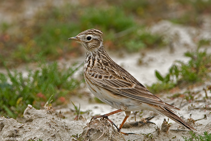Tarlakuşu » Eurasian Skylark » Alauda arvensis