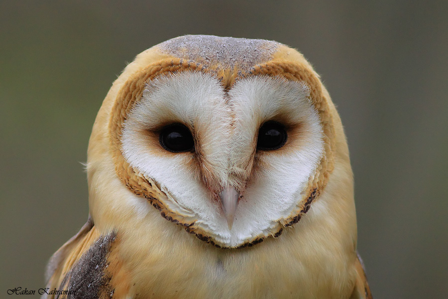 Peçeli baykuş » Western Barn Owl » Tyto alba