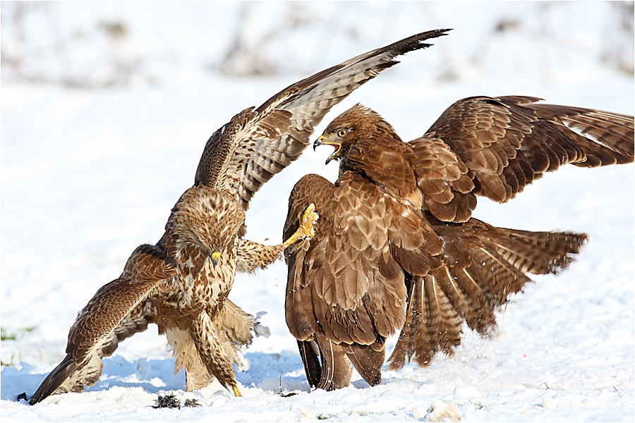 Şahin » Common Buzzard » Buteo buteo