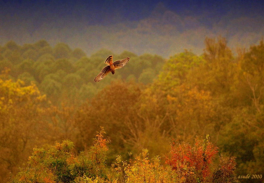 Gökçe delice » Hen Harrier » Circus cyaneus