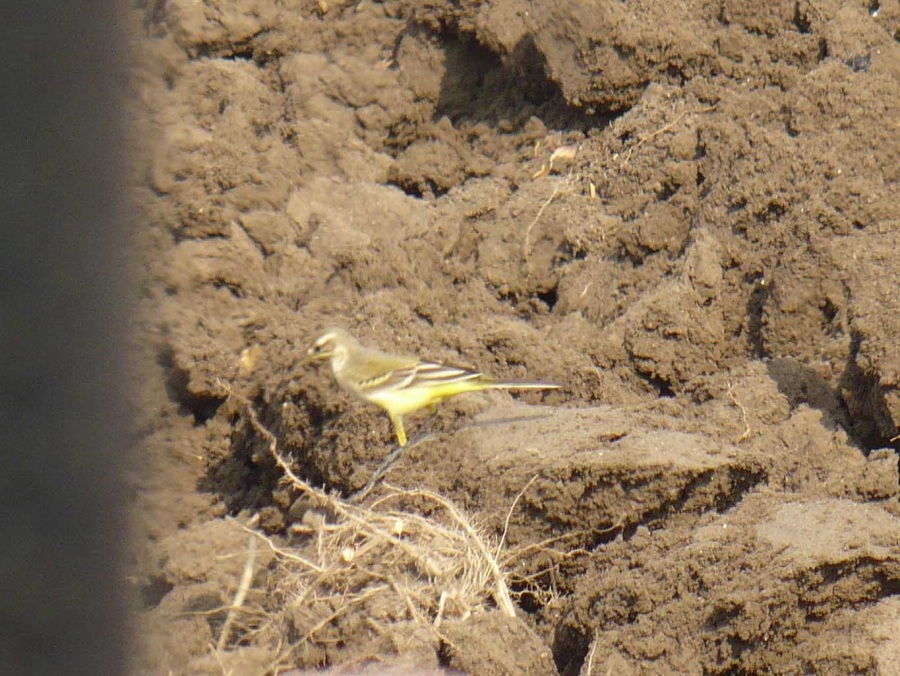 Sarı kuyruksallayan » Western Yellow Wagtail » Motacilla flava