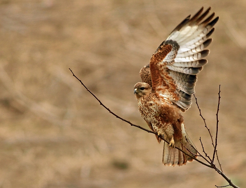 Şahin » Common Buzzard » Buteo buteo