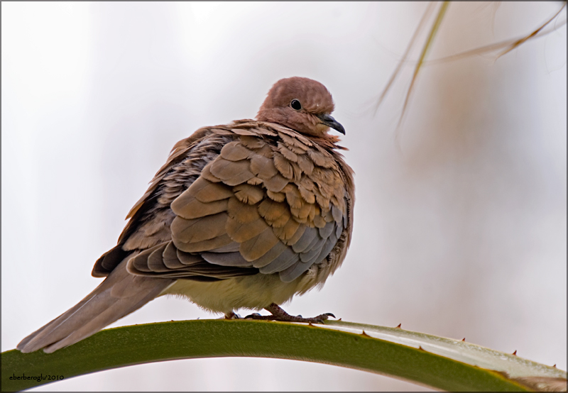 Küçük kumru » Laughing Dove » Spilopelia senegalensis