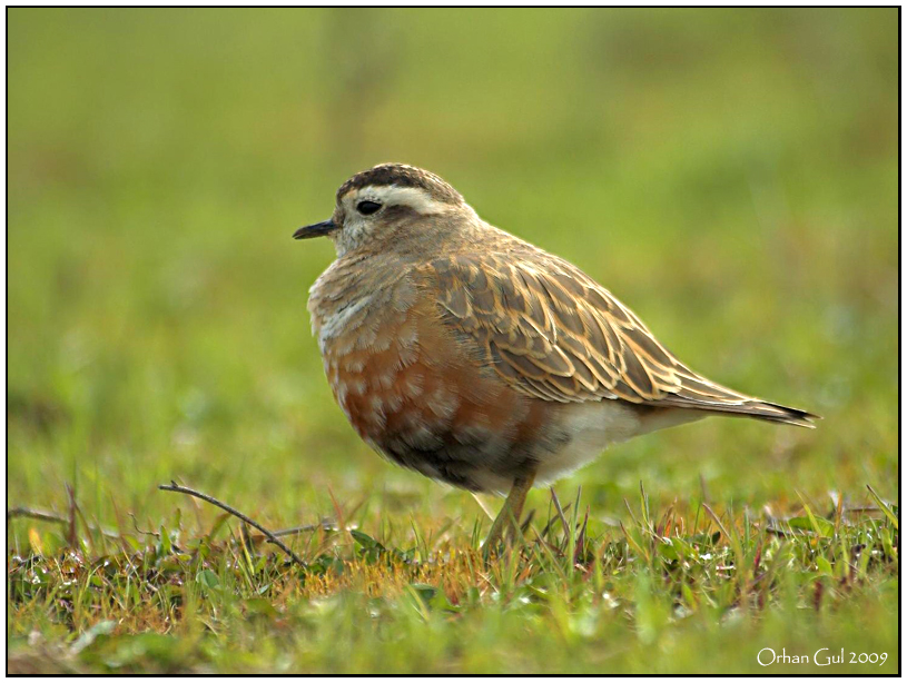 Dağ cılıbıtı » Eurasian Dotterel » Eudromias morinellus 