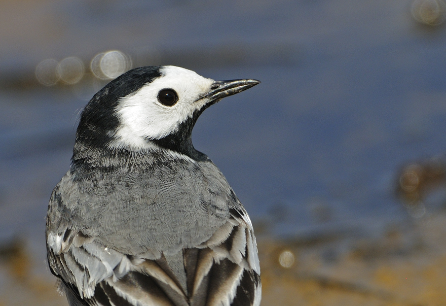 Ak kuyruksallayan » White Wagtail » Motacilla alba
